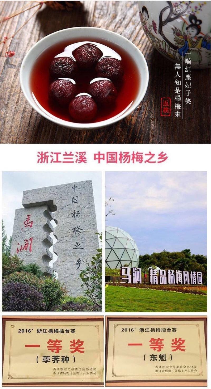 杨梅酒浙江5斤桶装杨梅酒农家自酿高度果酒高粱烧酒梅子酒浸