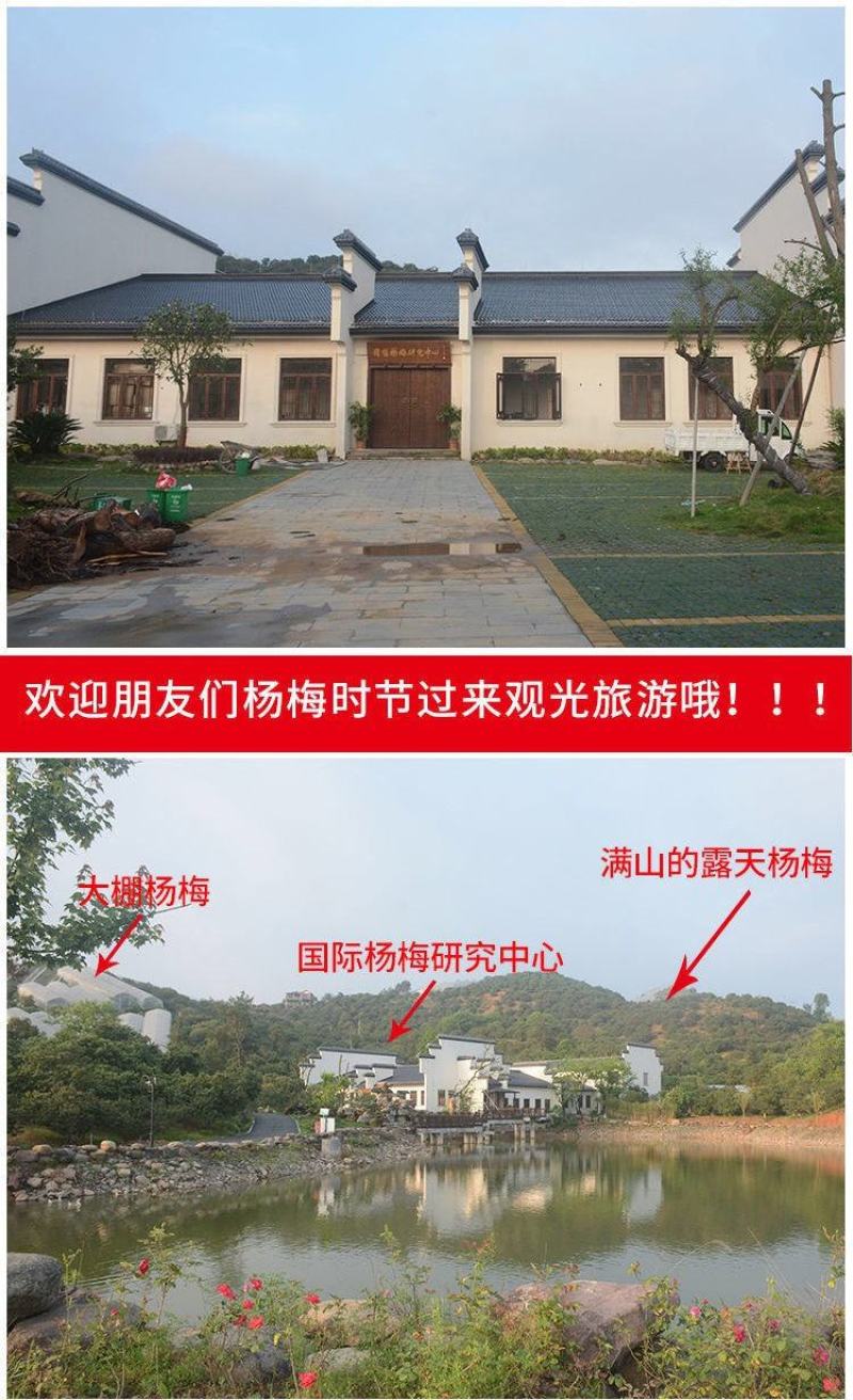 杨梅酒浙江5斤桶装杨梅酒农家自酿高度果酒高粱烧酒梅子酒浸