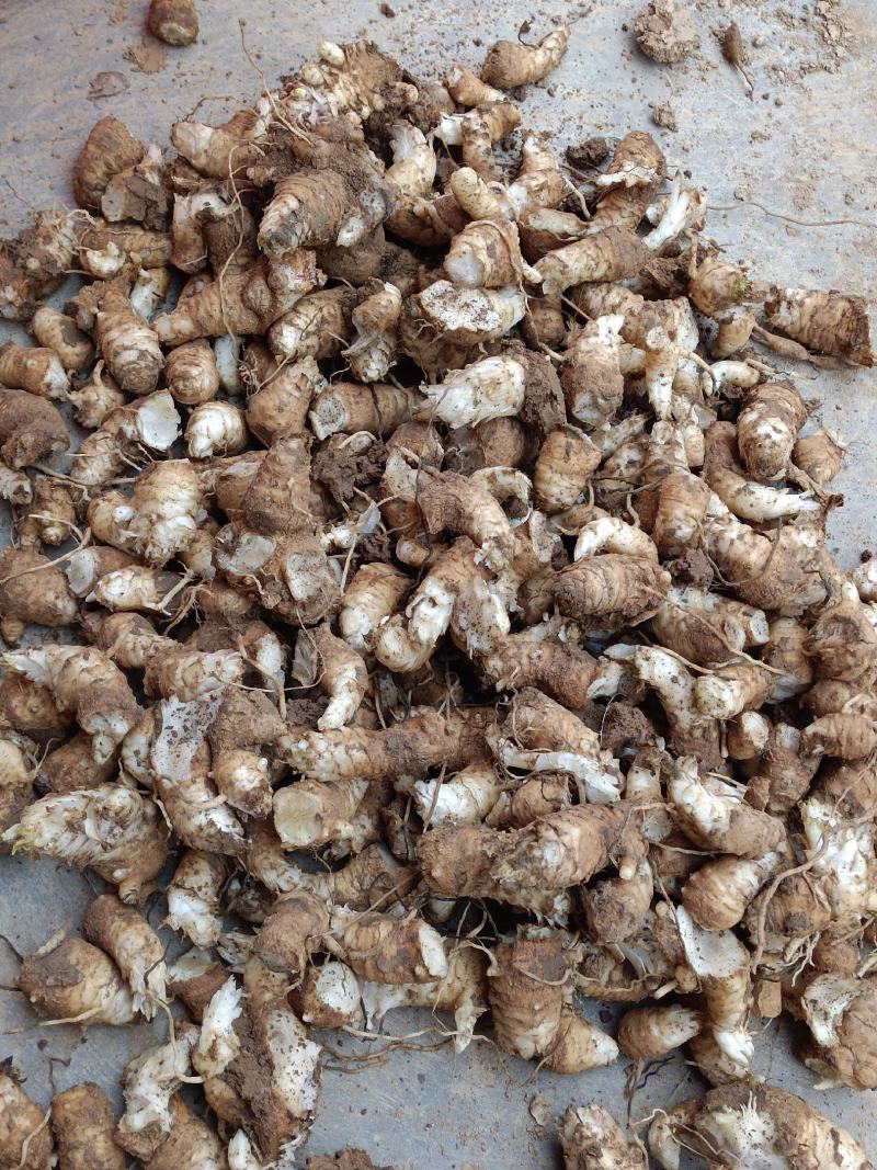 玄参芽，改良玄参、好管理，成活苗高，一年一收成，