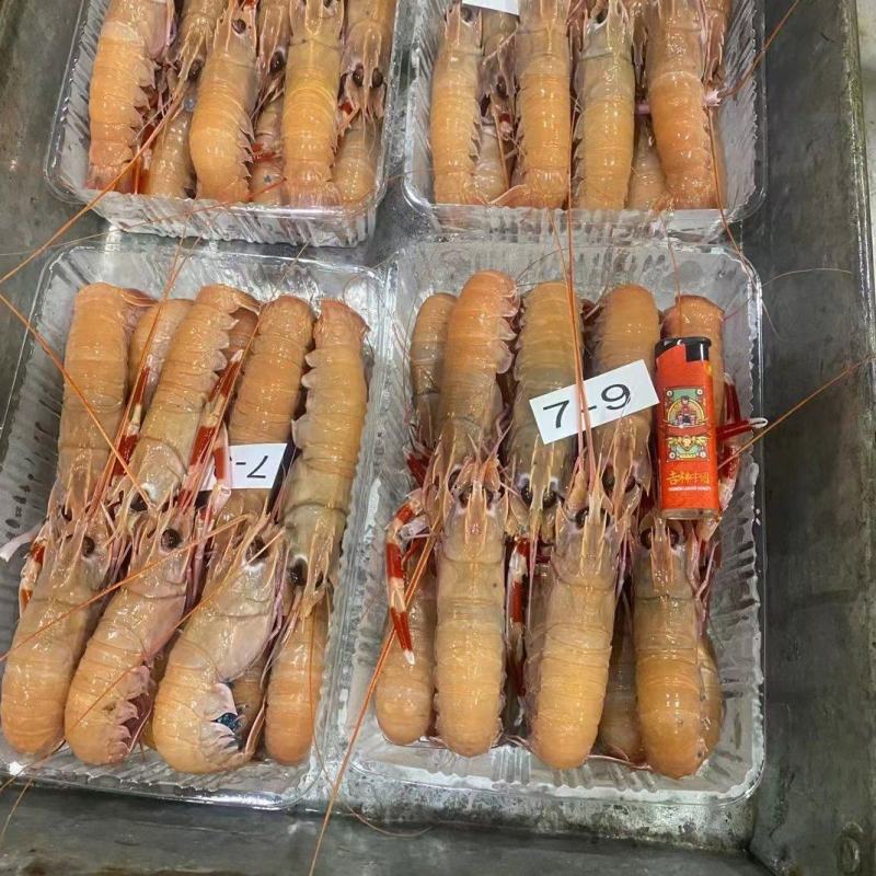 深海鳌虾一手货源批发，全国包邮一件代发