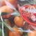 广东省粤北山区沙糖桔清甜多汁无籽化渣纯绿色食品！