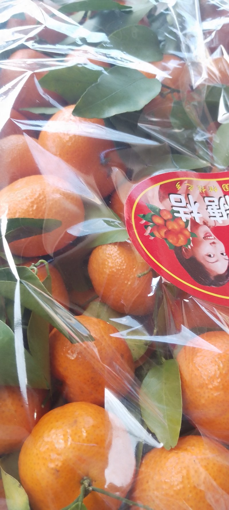 广东省粤北山区沙糖桔清甜多汁无籽化渣纯绿色食品！