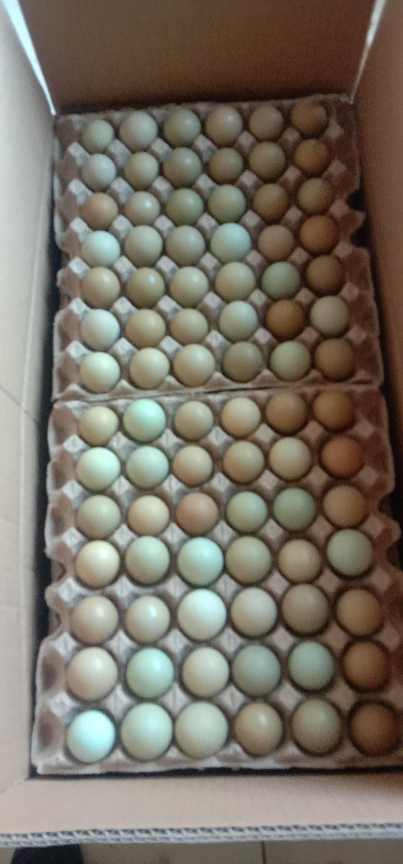 优质新鲜野鸡蛋营养丰富建康美味保证质量破损保陪需要的老板