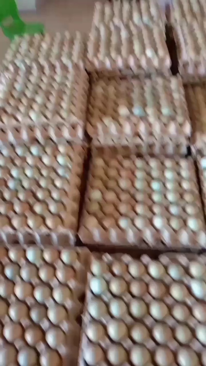 优质新鲜野鸡蛋营养丰富建康美味保证质量破损保陪需要的老板