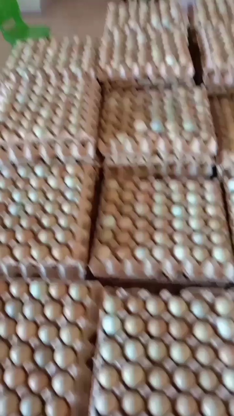 优质新鲜野鸡蛋营养丰富建康美味保证质量破损保陪需要的老板