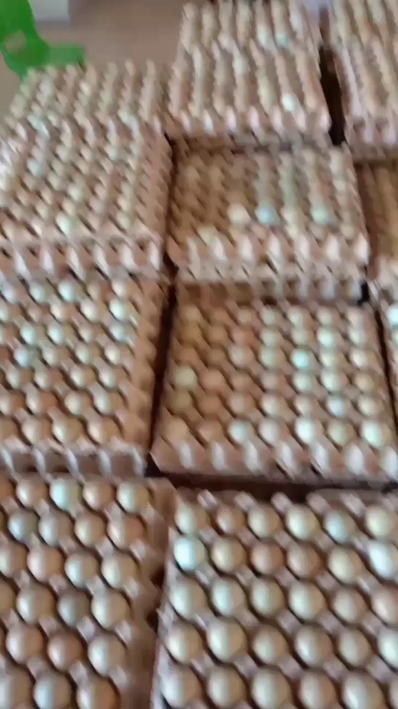 优质新鲜野鸡蛋营养丰富建康美味保证质量破损保陪需要的老板