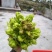 自然种植的儿菜