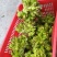 自然种植的儿菜