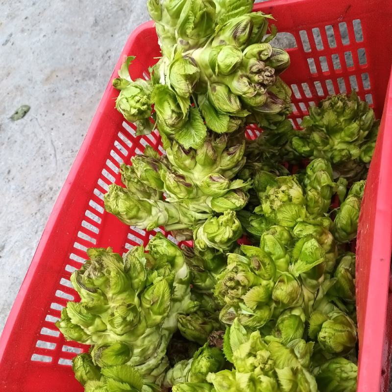 自然种植的儿菜