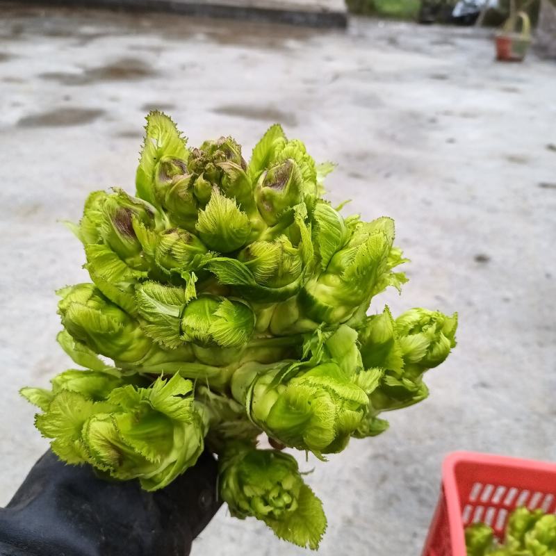 自然种植的儿菜