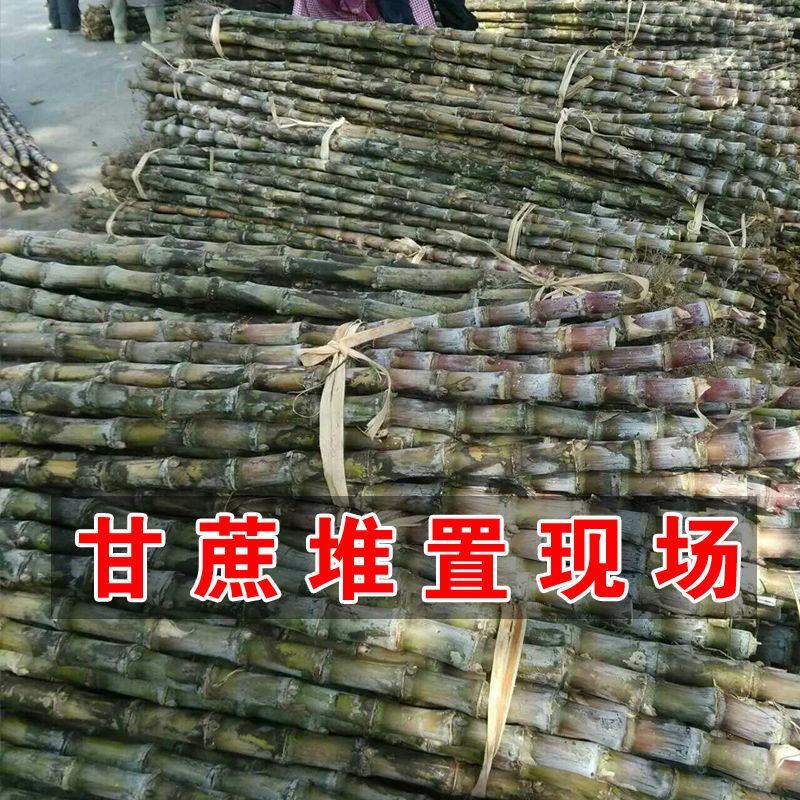 云南纯甘蔗酒农户自烤酒烧酒50度清香型纯粮食白酒调酒基酒