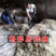 云南纯甘蔗酒农户自烤酒烧酒50度清香型纯粮食白酒调酒基酒