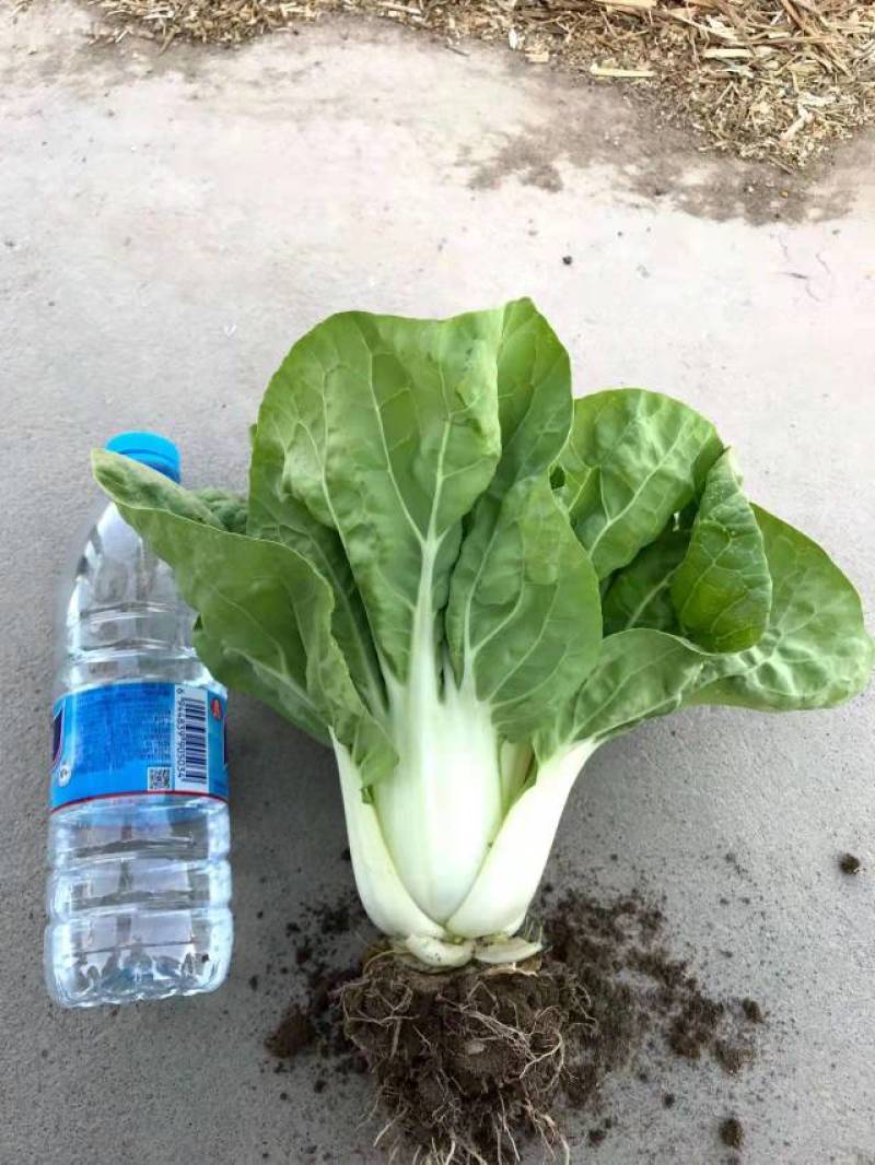 秋冠香品性好，生长快速，口感脆嫩，真好吃。