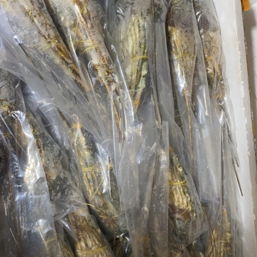 小青龙全规格大量批发
