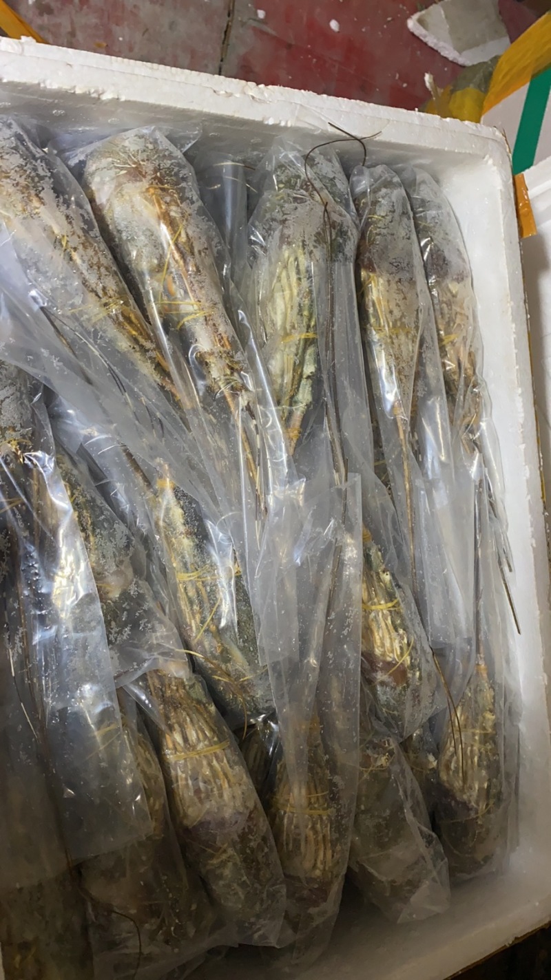 小青龙全规格大量批发