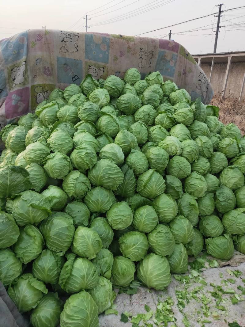 山东省蔬菜基地，牛心甘蓝大量有货产地直售价格公开。