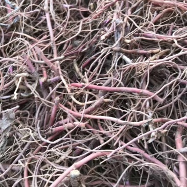 紫菀苗子紫菀种苗紫菀苗产量高易管理包回收