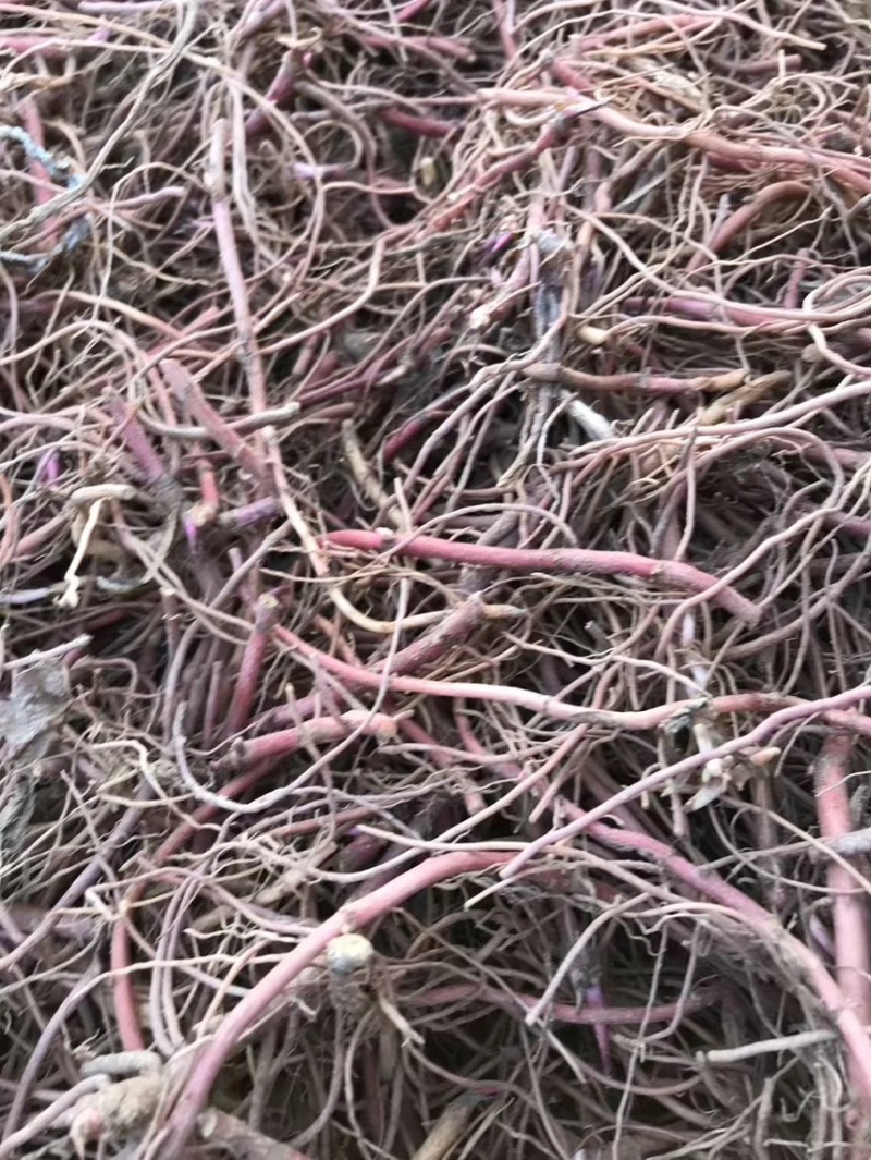 紫菀苗子紫菀种苗紫菀苗产量高易管理包回收