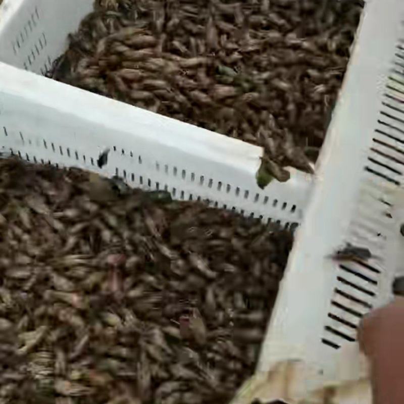 龙感湖虾苗，成品虾已上市了，欢迎订购