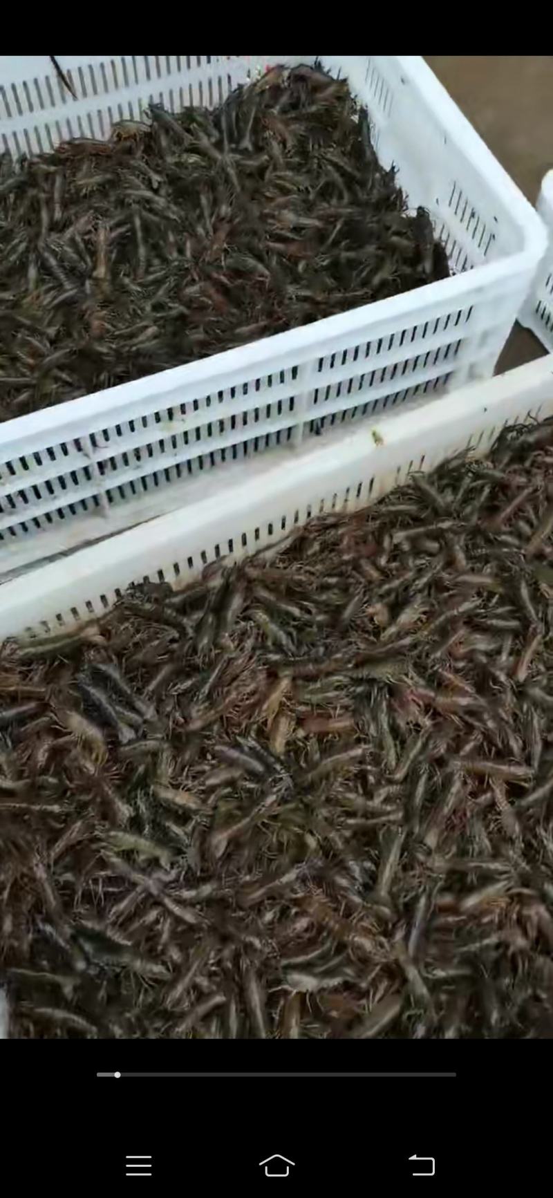 龙感湖虾苗，成品虾已上市了，欢迎订购