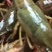 龙感湖虾苗，成品虾已上市了，欢迎订购