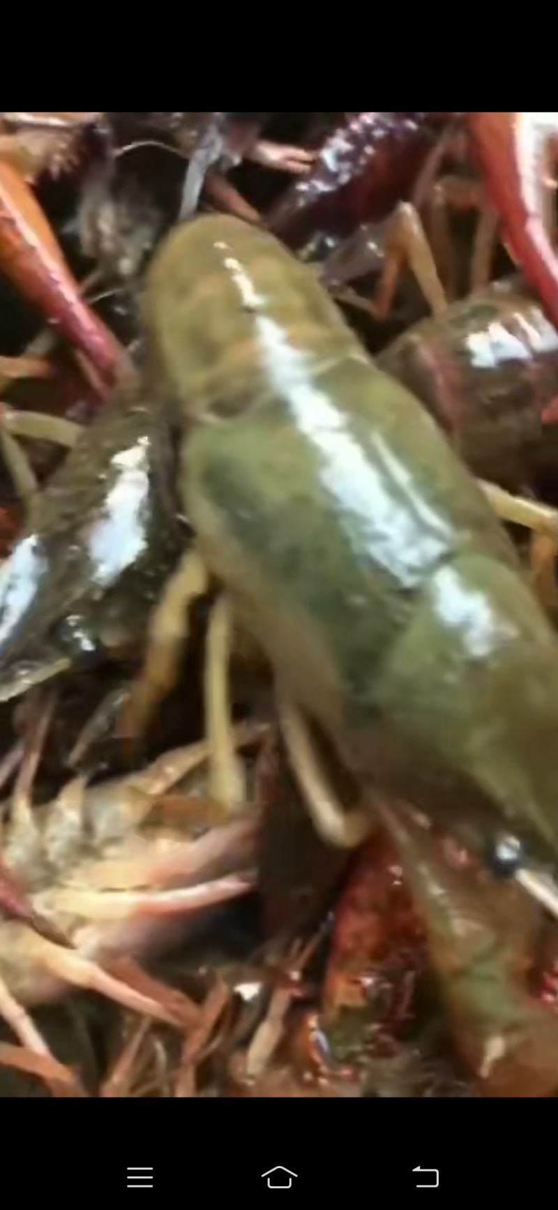 龙感湖虾苗，成品虾已上市了，欢迎订购