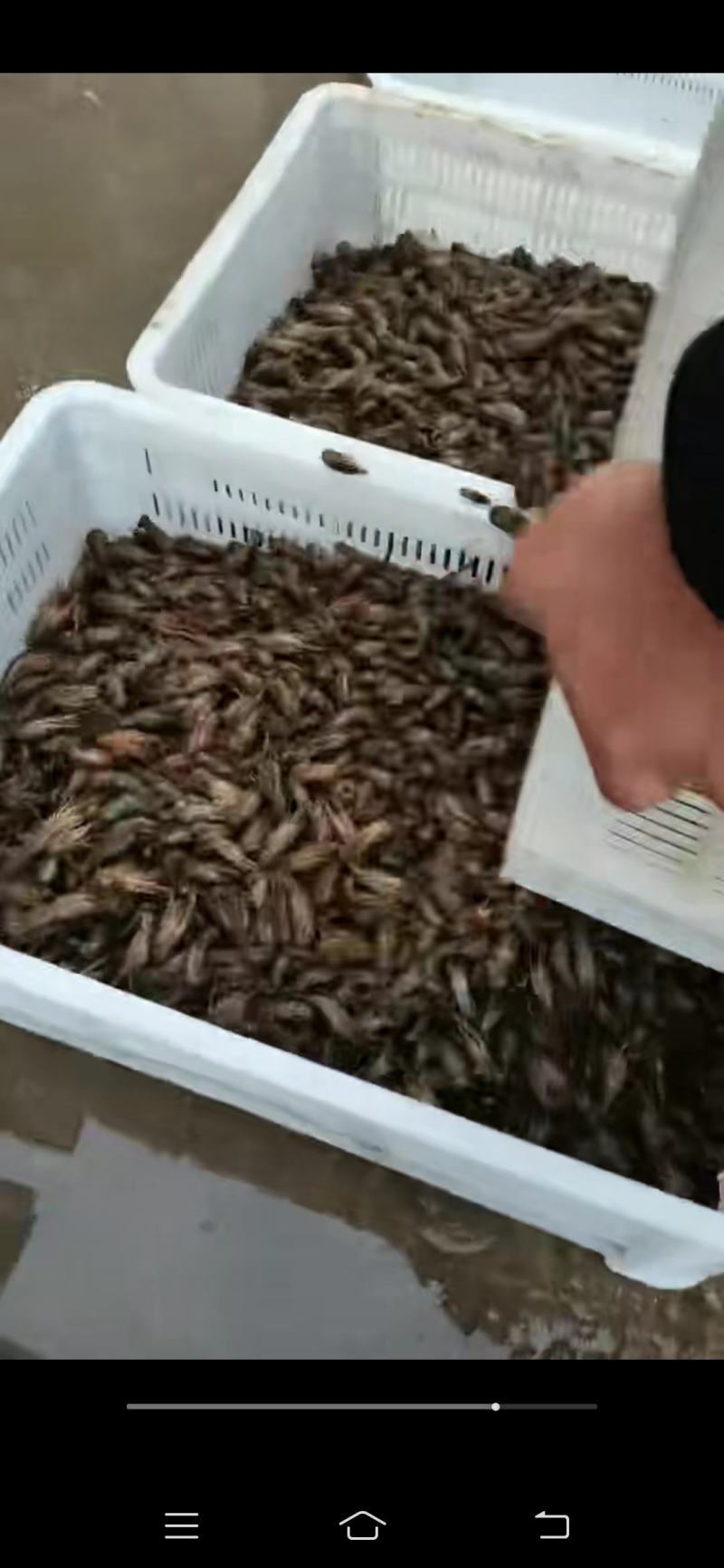 龙感湖虾苗，成品虾已上市了，欢迎订购