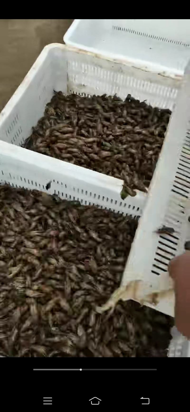 龙感湖虾苗，成品虾已上市了，欢迎订购
