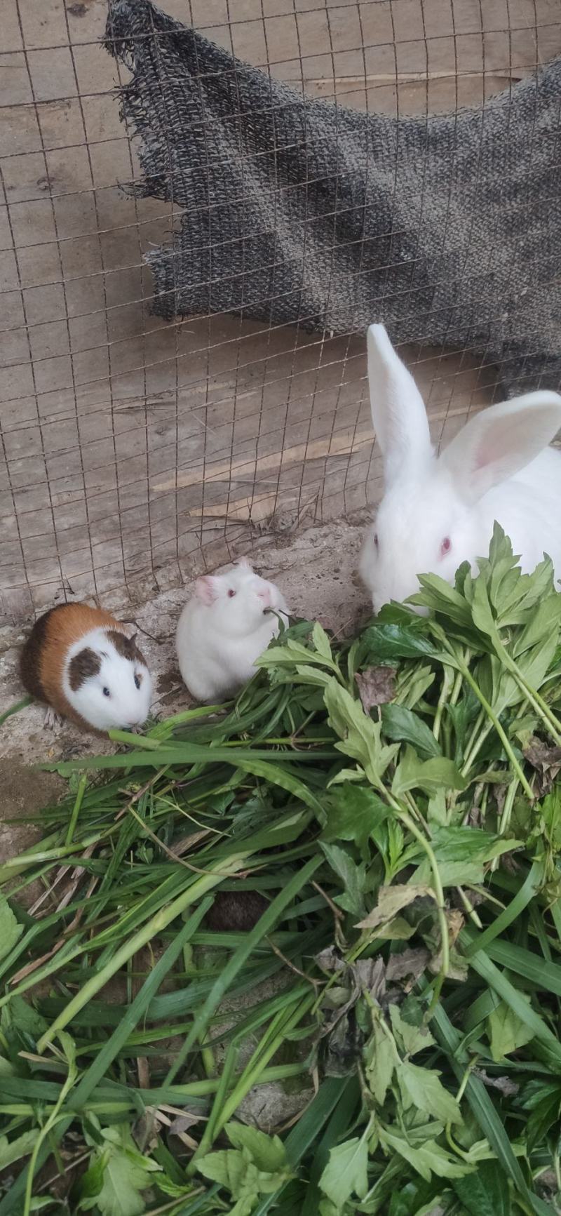黑豚苗繁殖种苗彩豚荷兰猪宠物豚食草动物允许养殖