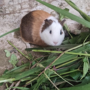 黑豚苗繁殖种苗彩豚荷兰猪宠物豚食草动物允许养殖