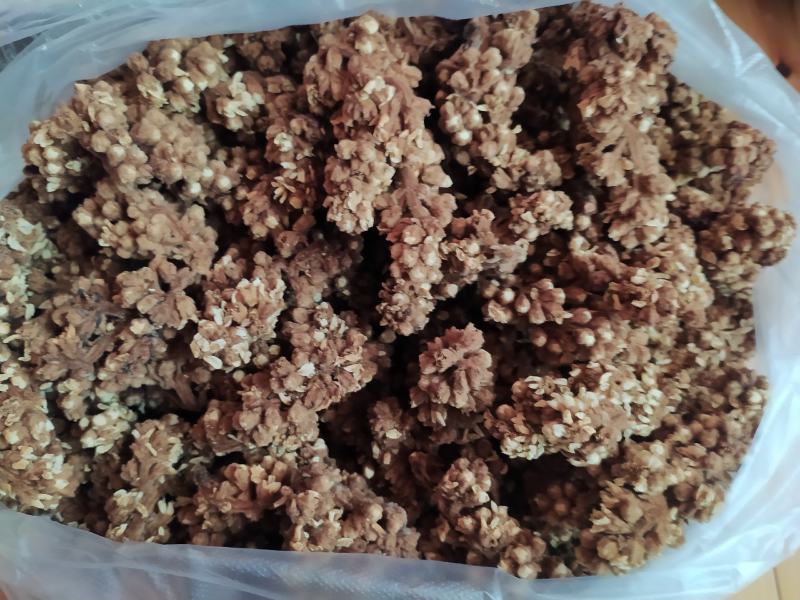 贵州铜仁晒干枇杷花干品无杂质价廉物美产地直发一手货源