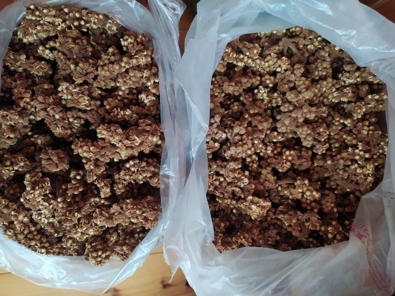 贵州铜仁晒干枇杷花干品无杂质价廉物美产地直发一手货源