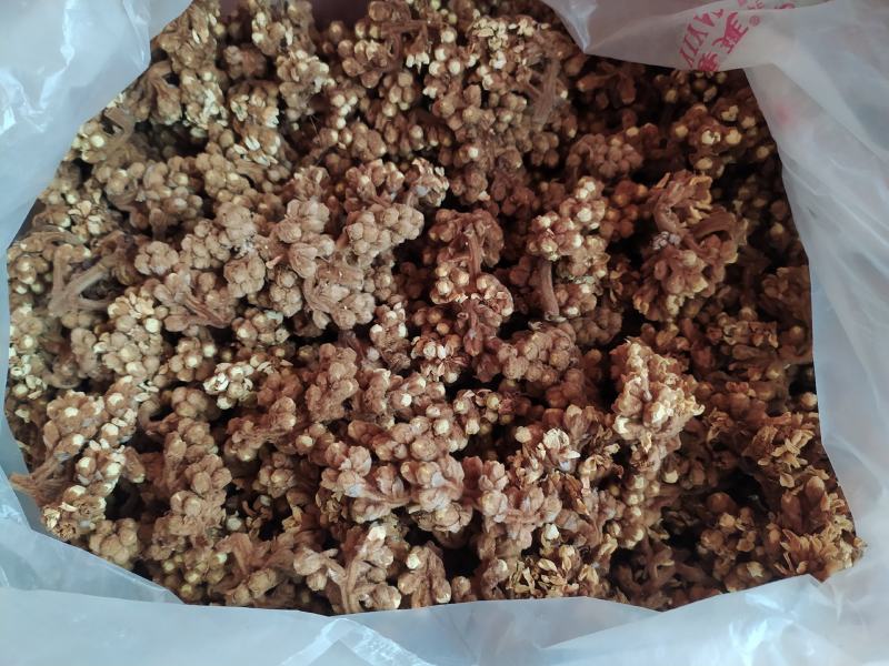 贵州铜仁晒干枇杷花干品无杂质价廉物美产地直发一手货源