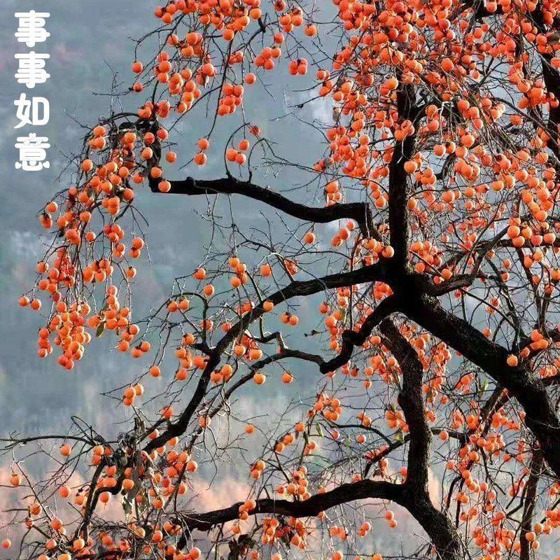 陇南正宗纯柿子酒自然发酵柿子酒甘肃成县特产果酒500ml