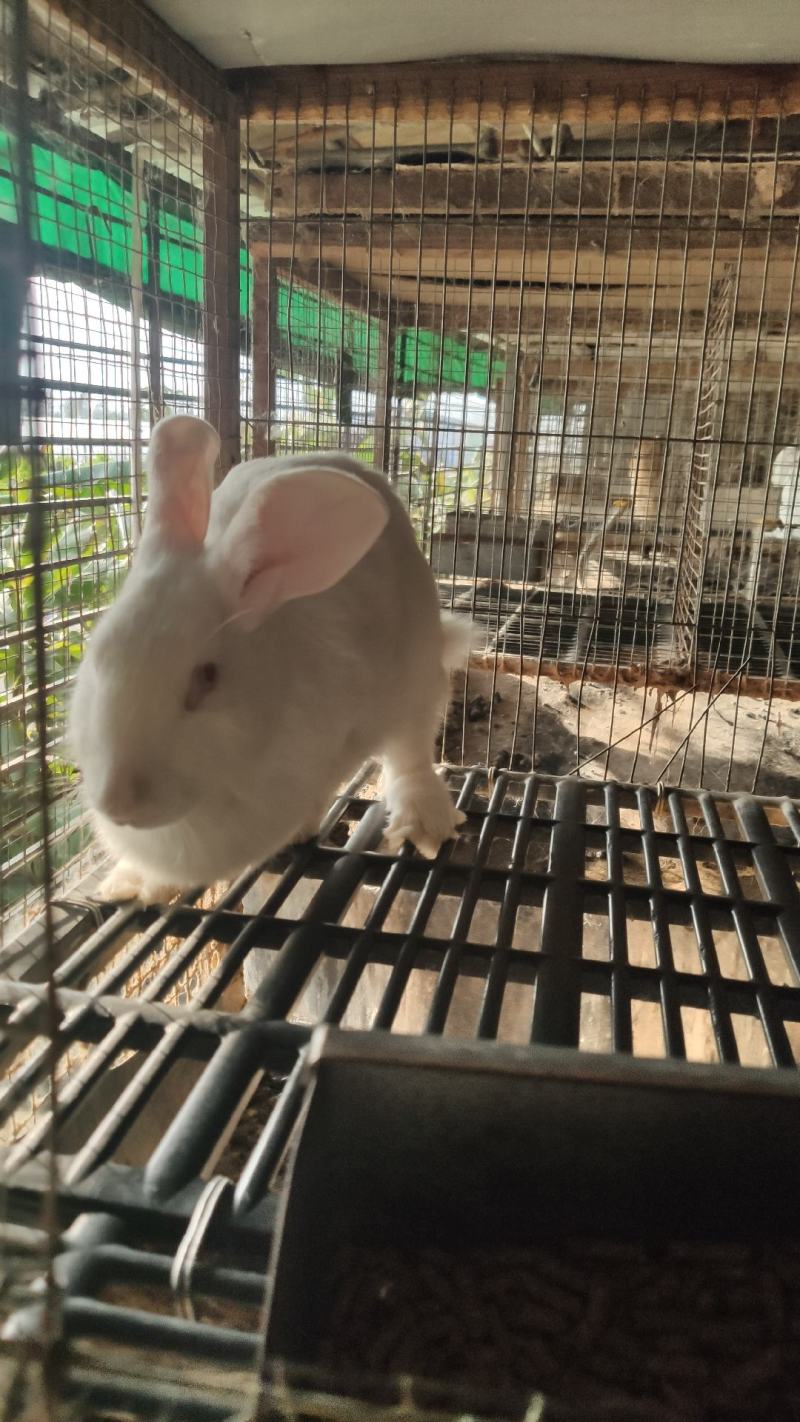 兔子苗活体养殖种苗繁殖种苗，广西兔子湖南兔子江西兔子