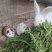 兔子苗活体养殖种苗繁殖种苗,广西兔子湖南兔子江西兔子