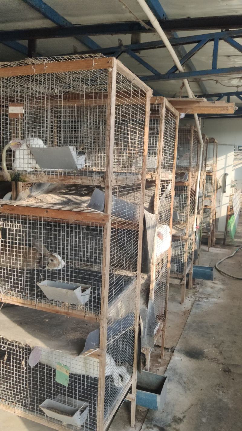 兔子苗活体养殖种苗繁殖种苗，广西兔子湖南兔子江西兔子