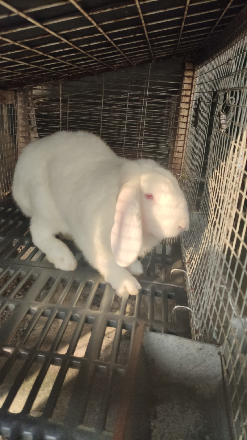兔子苗活体养殖种苗繁殖种苗，广西兔子湖南兔子江西兔子
