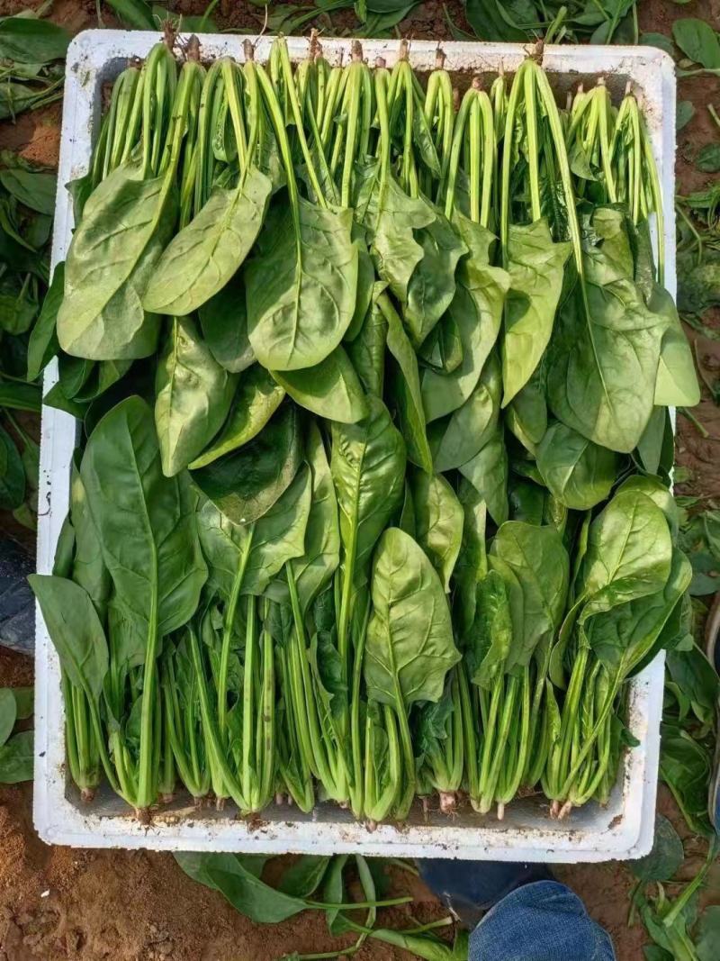 精品推荐永年大叶菠菜一手货源高度在25到30装泡