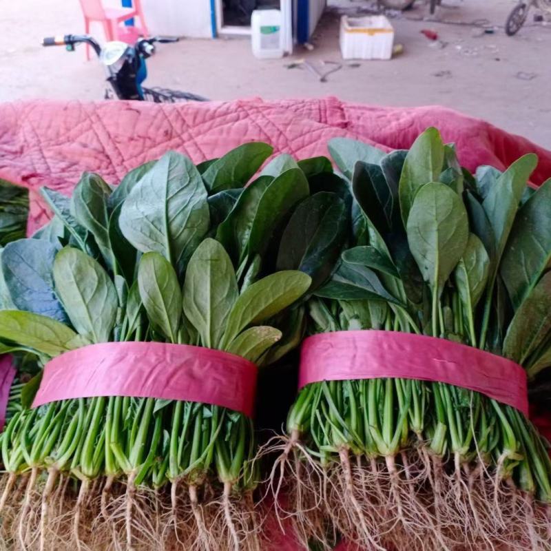 精品推荐永年大叶菠菜一手货源高度在25到30装泡