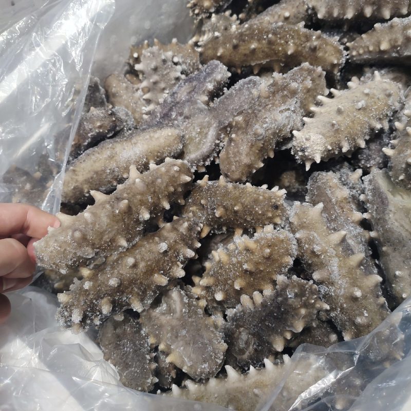 长海县岛内鲜捕鲜海参，各种品质海参海刺全网**性价比!