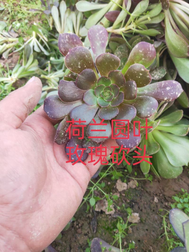 多肉植物法师各种多肉植物法师砍头苗优质砍头苗