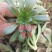 多肉植物法师各种多肉植物法师砍头苗优质砍头苗