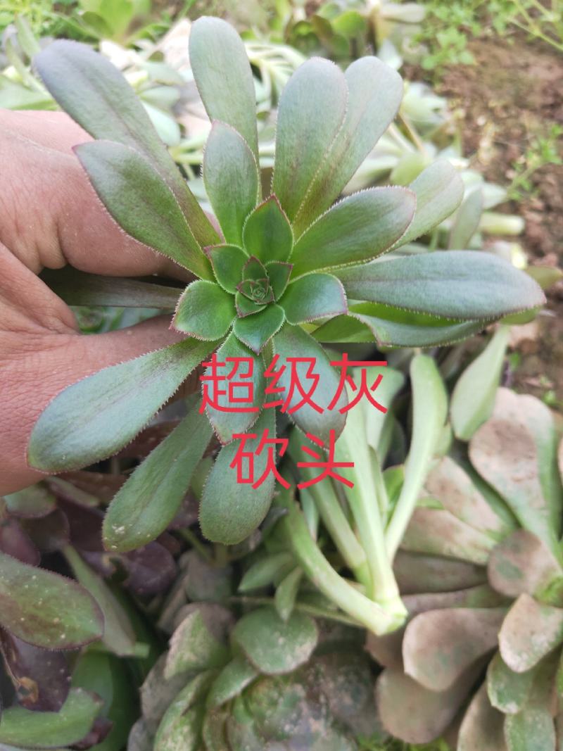 多肉植物法师各种多肉植物法师砍头苗优质砍头苗