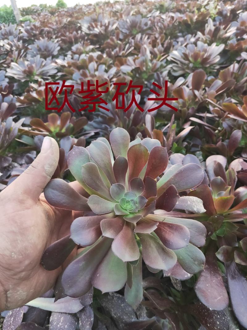 多肉植物法师各种多肉植物法师砍头苗优质砍头苗