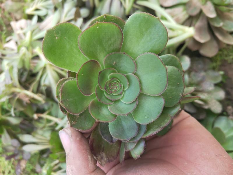 多肉植物法师各种多肉植物法师砍头苗优质砍头苗