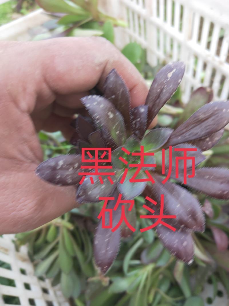 多肉植物法师各种多肉植物法师砍头苗优质砍头苗