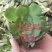 多肉植物法师各种多肉植物法师砍头苗优质砍头苗