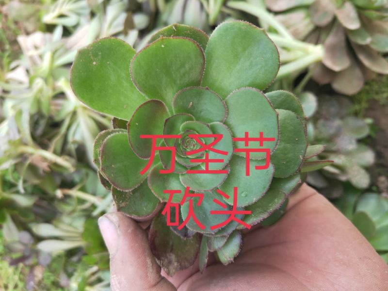 多肉植物法师各种多肉植物法师砍头苗优质砍头苗