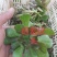 多肉植物法师各种多肉植物法师砍头苗优质砍头苗